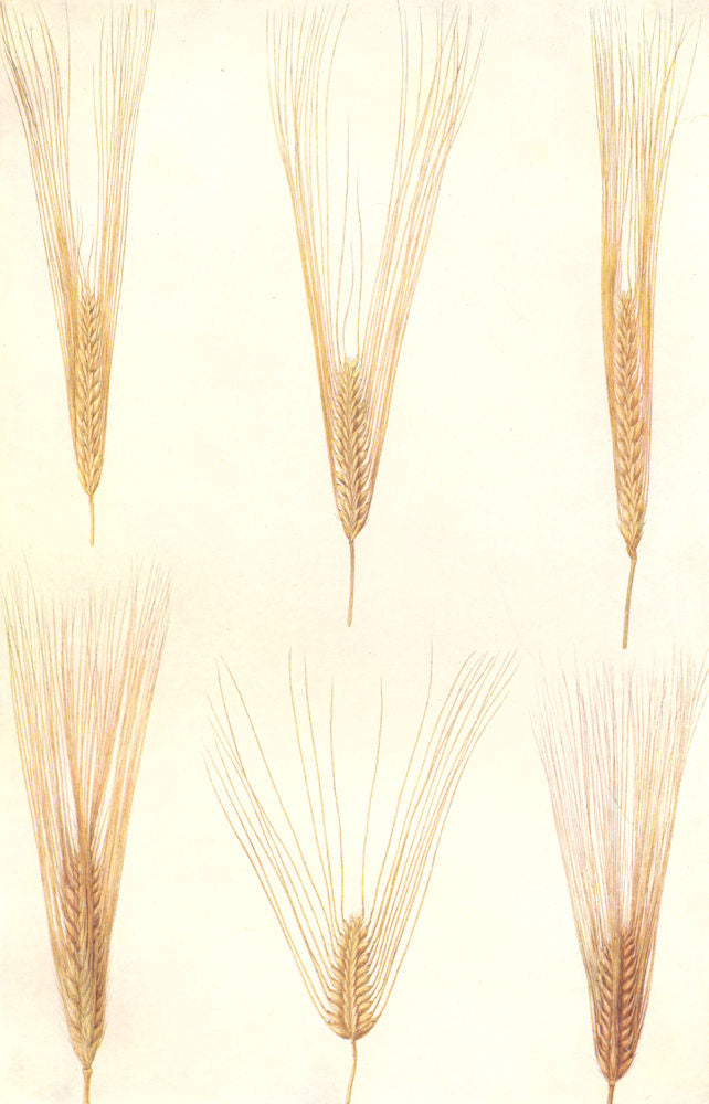 VARIETIES OF BARLEY. 2, 4 & 6-rowed. Goldthrope, Chevalier, Sprat, Fan 1912